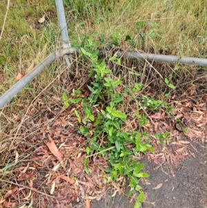 Araujia sericifera at Evatt, ACT - 24 Dec 2023 09:11 AM