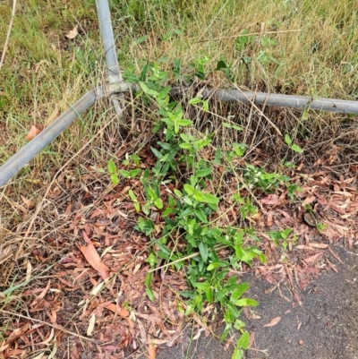 Araujia sericifera (Moth Plant) at Evatt, ACT - 23 Dec 2023 by Jiggy