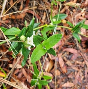 Araujia sericifera at Evatt, ACT - 24 Dec 2023 09:11 AM