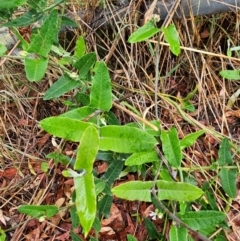 Araujia sericifera at Evatt, ACT - 24 Dec 2023 09:11 AM