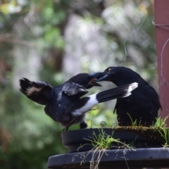 Strepera graculina (Pied Currawong) at Greenleigh, NSW - 22 Dec 2023 by LyndalT