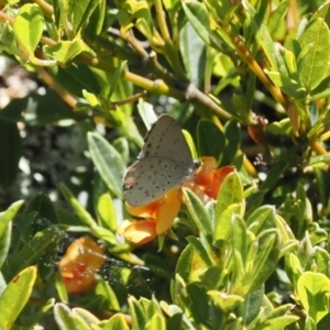 Erina hyacinthina at Namadgi National Park - 9 Jan 2023