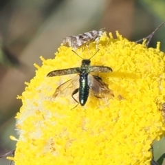 Eleale aspera (Clerid beetle) at Namadgi National Park - 9 Jan 2023 by RAllen