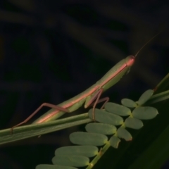 Orthodera ministralis (Green Mantid) at Ainslie, ACT - 23 Dec 2023 by jb2602