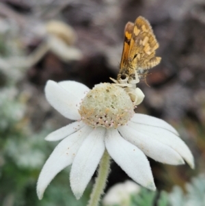 Actinotus helianthi at Evans Head, NSW - suppressed