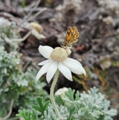 Actinotus helianthi at Evans Head, NSW - 24 Dec 2023