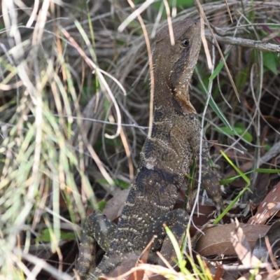 Intellagama lesueurii lesueurii (Eastern Water Dragon) at Wollondilly Local Government Area - 22 Dec 2023 by Freebird
