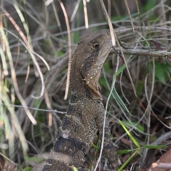 Intellagama lesueurii lesueurii at Wollondilly Local Government Area - 22 Dec 2023 04:03 PM