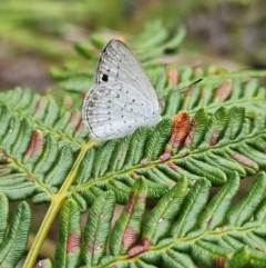 Unverified Butterfly (Lepidoptera, Rhopalocera) at Evans Head, NSW - 24 Dec 2023 by AaronClausen