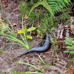 Bellatorias major at Evans Head, NSW - 24 Dec 2023