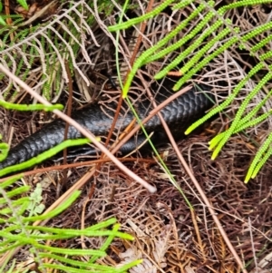 Bellatorias major at Evans Head, NSW - 24 Dec 2023