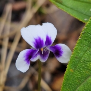 Viola sp. at Evans Head, NSW - 24 Dec 2023