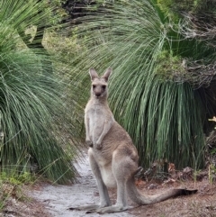 Macropus giganteus (Eastern Grey Kangaroo) at Evans Head, NSW - 23 Dec 2023 by AaronClausen
