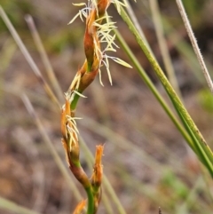 Lepidosperma sp. (A Sword Sedge) at Evans Head, NSW - 24 Dec 2023 by AaronClausen