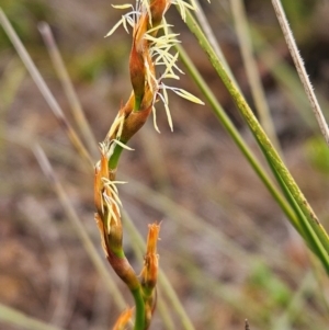 Lepidosperma sp. at Evans Head, NSW - 24 Dec 2023 10:49 AM