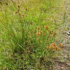 Cyperus lhotskyanus (A Sedge) at O'Malley, ACT - 24 Dec 2023 by Mike