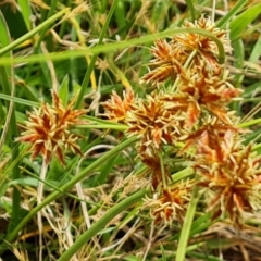 Cyperus lhotskyanus at Mount Mugga Mugga - 24 Dec 2023 11:04 AM