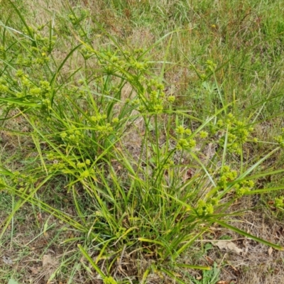 Cyperus eragrostis (Umbrella Sedge) at O'Malley, ACT - 24 Dec 2023 by Mike