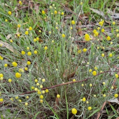 Calocephalus citreus (Lemon Beauty Heads) at O'Malley, ACT - 23 Dec 2023 by Mike