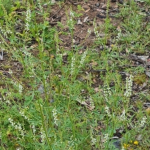 Melilotus albus at OMA040: East O'Malley Creek (wallangara Creek) - 24 Dec 2023