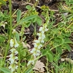 Melilotus albus at OMA040: East O'Malley Creek (wallangara Creek) - 24 Dec 2023