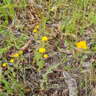 Hypericum gramineum (Small St Johns Wort) at O'Malley, ACT - 23 Dec 2023 by Mike