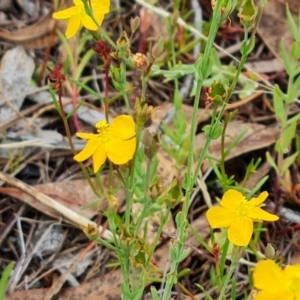 Hypericum gramineum at Undefined Area - 24 Dec 2023 10:01 AM