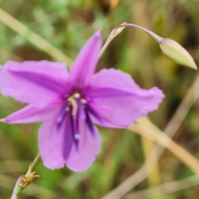 Arthropodium fimbriatum (Nodding Chocolate Lily) at O'Malley, ACT - 23 Dec 2023 by Mike