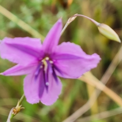 Arthropodium fimbriatum (Nodding Chocolate Lily) at Mount Mugga Mugga - 24 Dec 2023 by Mike