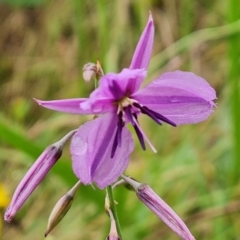 Arthropodium fimbriatum at Mount Mugga Mugga - 24 Dec 2023