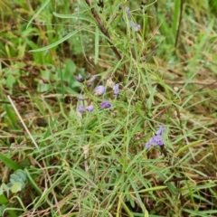 Glycine clandestina (Twining Glycine) at O'Malley, ACT - 23 Dec 2023 by Mike