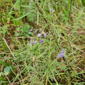 Glycine clandestina at Mount Mugga Mugga - 24 Dec 2023 09:46 AM