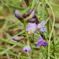 Glycine clandestina at Mount Mugga Mugga - 24 Dec 2023 09:46 AM