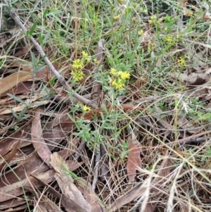 Pimelea curviflora var. sericea at Fadden, ACT - 24 Dec 2023