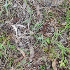 Grona varians (Slender Tick-Trefoil) at Macarthur, ACT - 23 Dec 2023 by LPadg