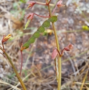 Grona varians at Macarthur, ACT - 24 Dec 2023