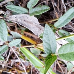 Grona varians at Macarthur, ACT - 24 Dec 2023 10:11 AM