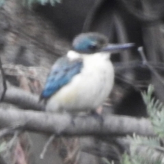 Todiramphus sanctus (Sacred Kingfisher) at Tidbinbilla Nature Reserve - 23 Dec 2023 by JohnBundock