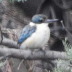 Todiramphus sanctus at Tidbinbilla Nature Reserve - 23 Dec 2023 01:17 PM