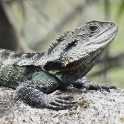 Intellagama lesueurii howittii (Gippsland Water Dragon) at Tidbinbilla Nature Reserve - 23 Dec 2023 by JohnBundock