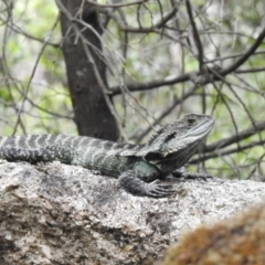 Intellagama lesueurii howittii at Tidbinbilla Nature Reserve - 23 Dec 2023 10:52 AM