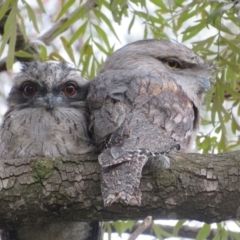 Podargus strigoides (Tawny Frogmouth) at Flynn, ACT - 3 Nov 2023 by Christine