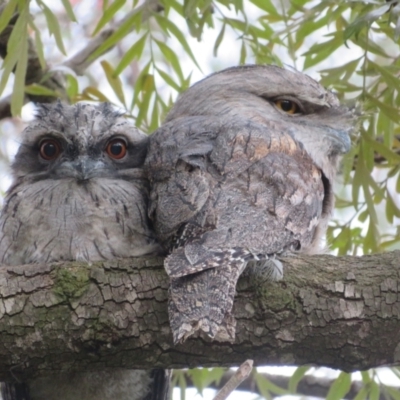 Podargus strigoides (Tawny Frogmouth) at Flynn, ACT - 3 Nov 2023 by Christine