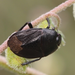 Cydnidae (family) at Lyons, ACT - 23 Dec 2023