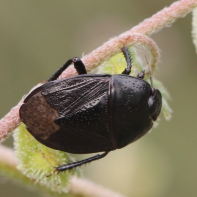 Cydnidae sp. (family) (Burrower bug) at Lyons, ACT - 23 Dec 2023 by ran452