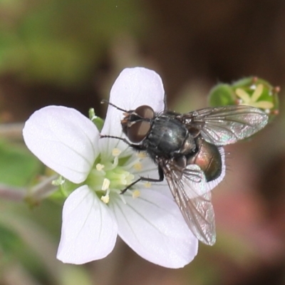 Calliphoridae (family) at Lyons, ACT - 23 Dec 2023 by ran452