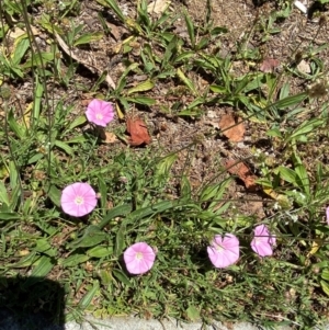 Convolvulus angustissimus subsp. angustissimus at City Renewal Authority Area - 22 Nov 2023