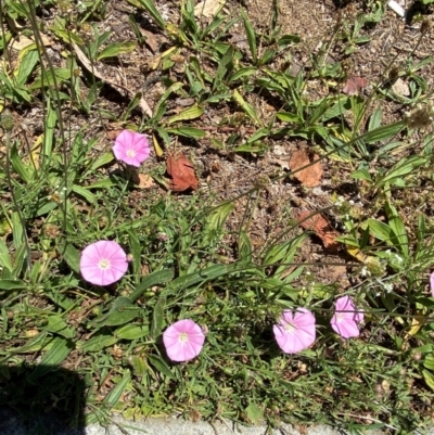 Convolvulus angustissimus subsp. angustissimus (Australian Bindweed) at Canberra, ACT - 22 Nov 2023 by Tapirlord