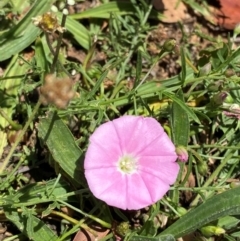 Convolvulus angustissimus subsp. angustissimus at City Renewal Authority Area - 22 Nov 2023