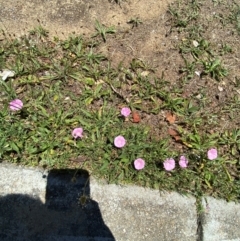 Convolvulus angustissimus subsp. angustissimus at City Renewal Authority Area - 22 Nov 2023